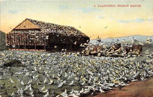 , Kaliforniya Kartpostalı